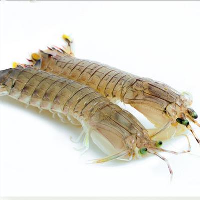 批发鲜活水产品皮皮虾 新鲜海鲜皮皮虾 10-15只/斤 顺丰速运