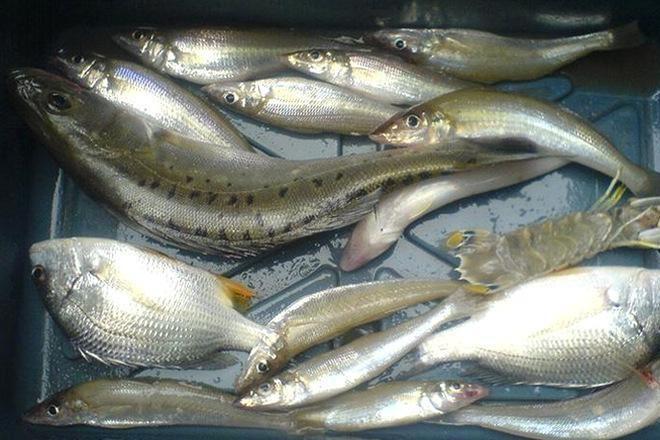 批发售卖鲜活水产品威海梭鱼 新鲜海捕梭鱼 红眼梭 新鲜海鱼示例图4