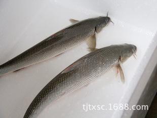 厂家批发 银鳕鱼 大鳞鲃 鲜活水产品 活鱼 银鳕 活鱼养殖