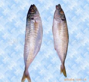  产品供应 中国农业网 鲜活水产品 鱼类 水产品 吧浪鱼 福建