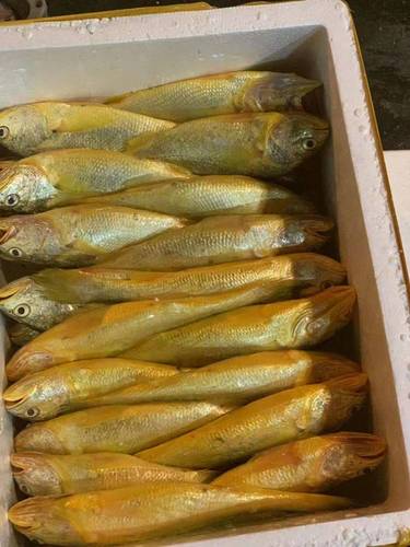大黄鱼温州野生新鲜冷冻生鲜海鲜水产鲜活冰鲜黄鱼